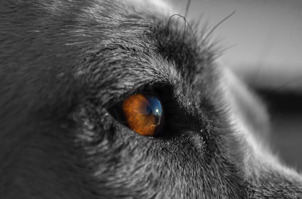 electric color photography of dog's eye preview