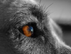 electric color photography of dog's eye thumbnail