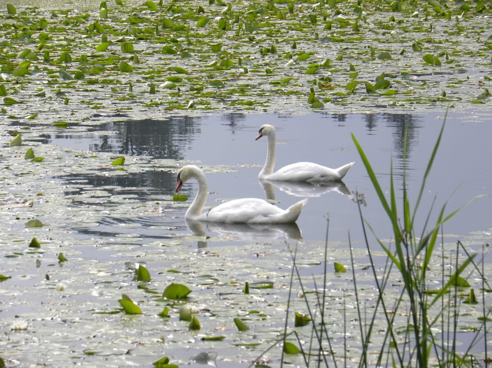 Water, Water Lilies, Pond, Swans, bird, animals in the wild preview
