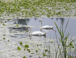 Water, Water Lilies, Pond, Swans, bird, animals in the wild thumbnail