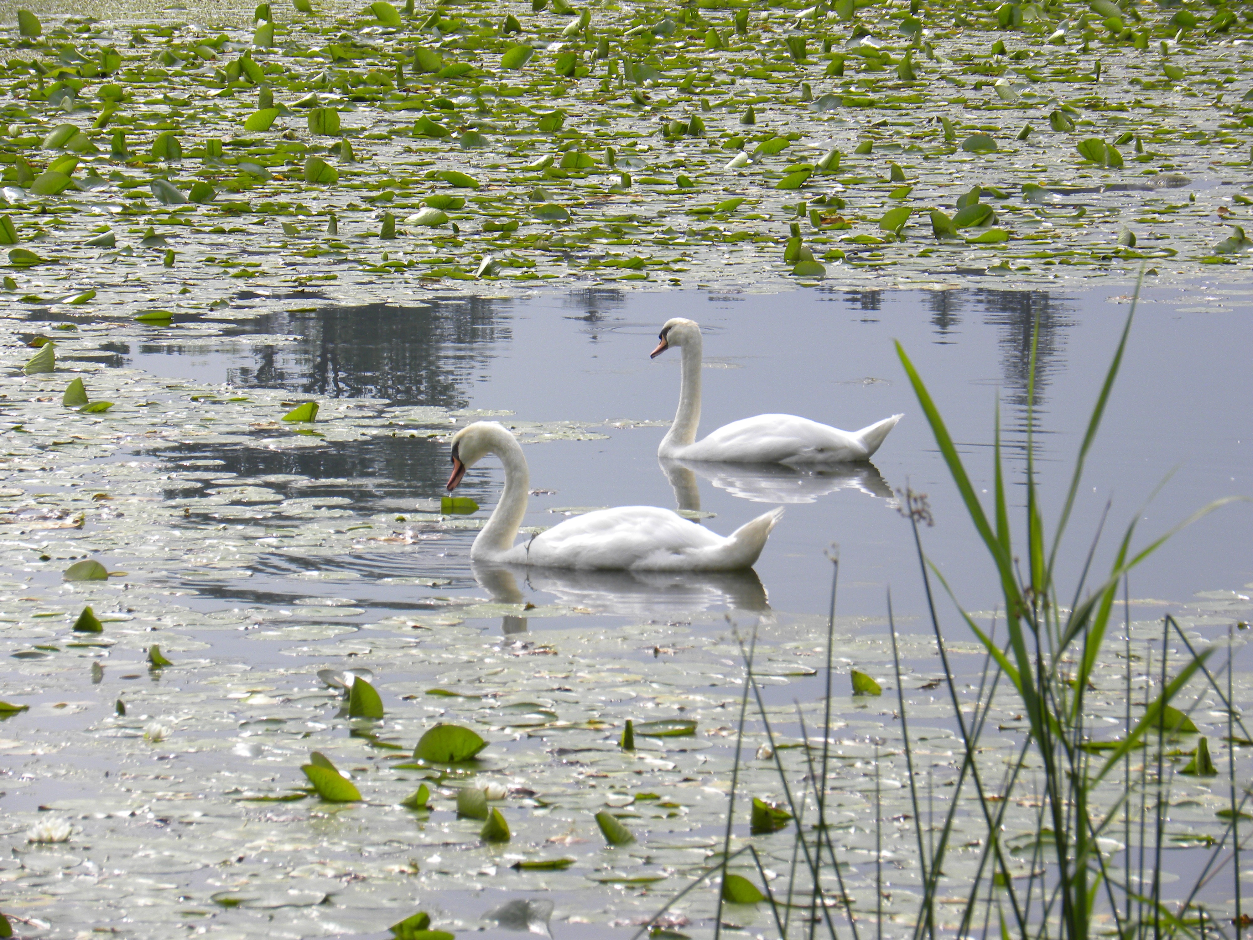 Water, Water Lilies, Pond, Swans, bird, animals in the wild