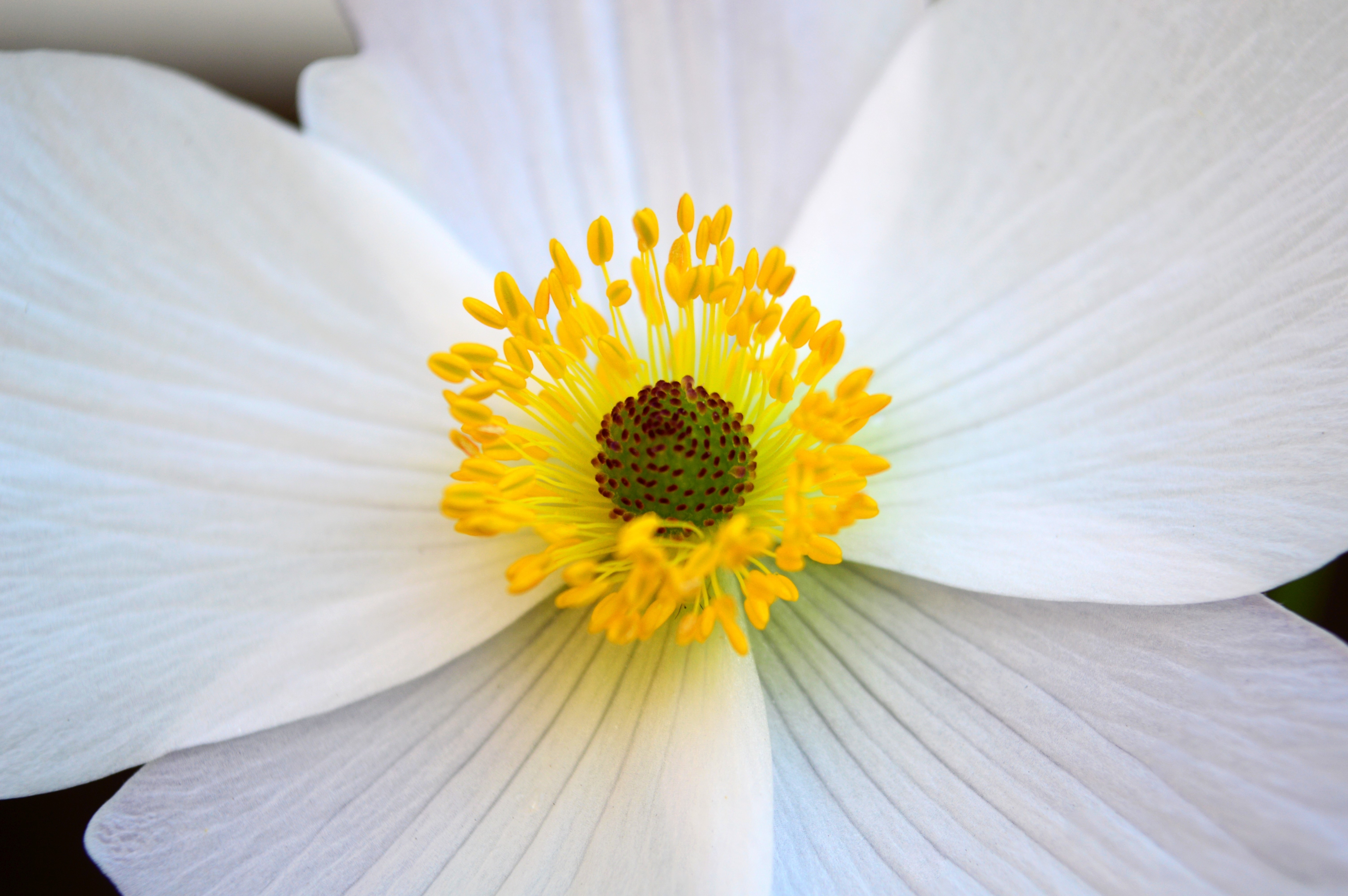 white and yellow petaled flower