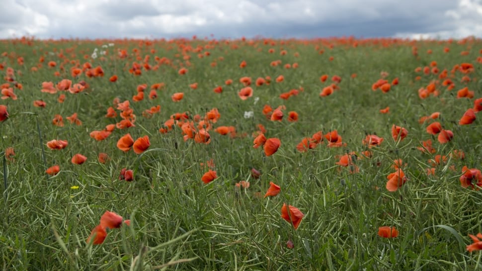 red poppies preview