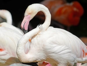white flamingo taxidermy thumbnail