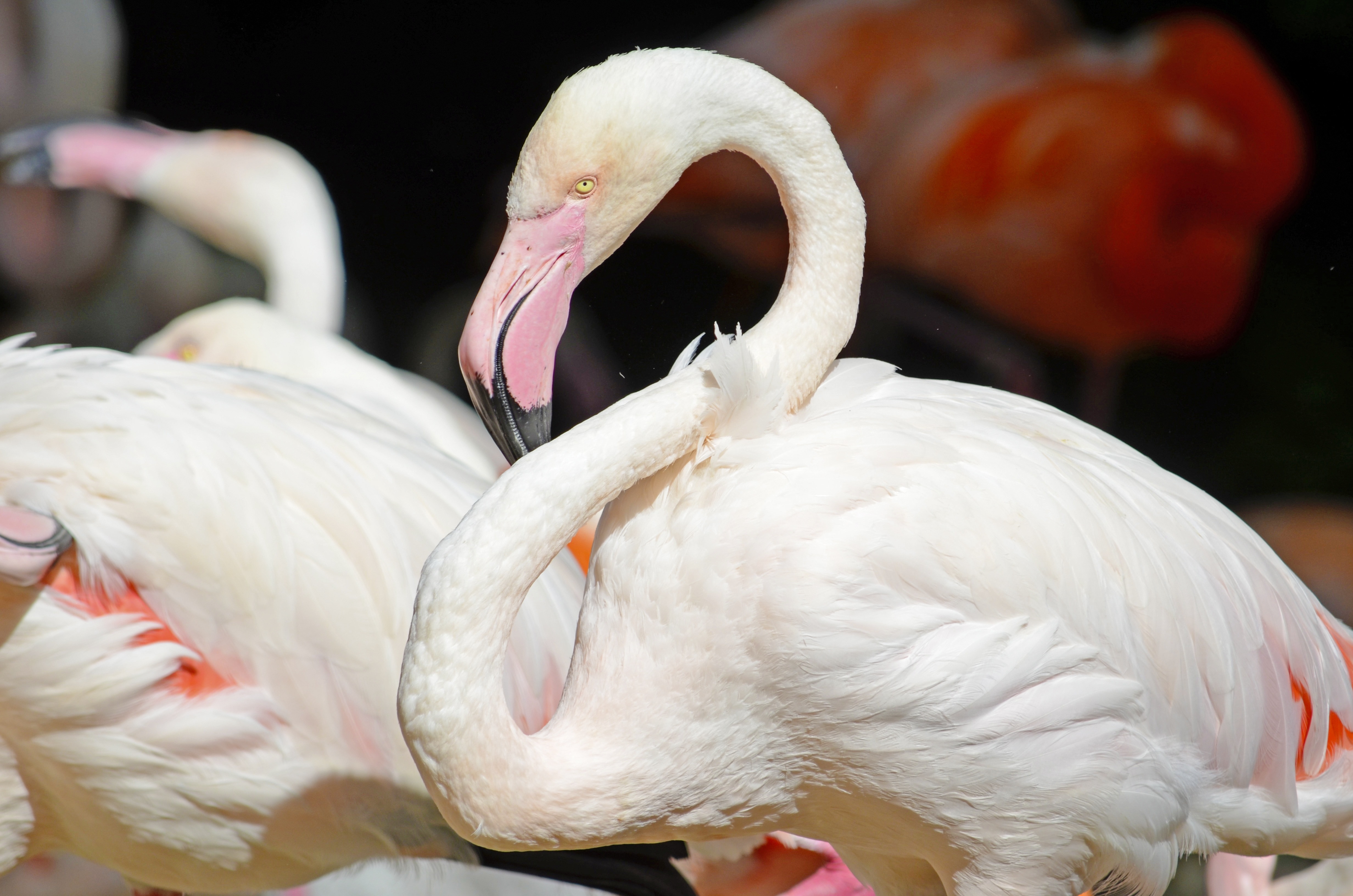 white flamingo taxidermy