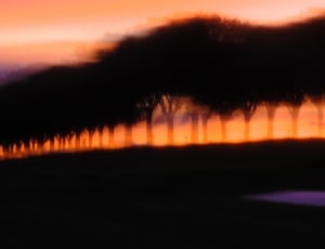 Silouette, Shadow, Light, Trees, Blurry, sunset, orange color thumbnail