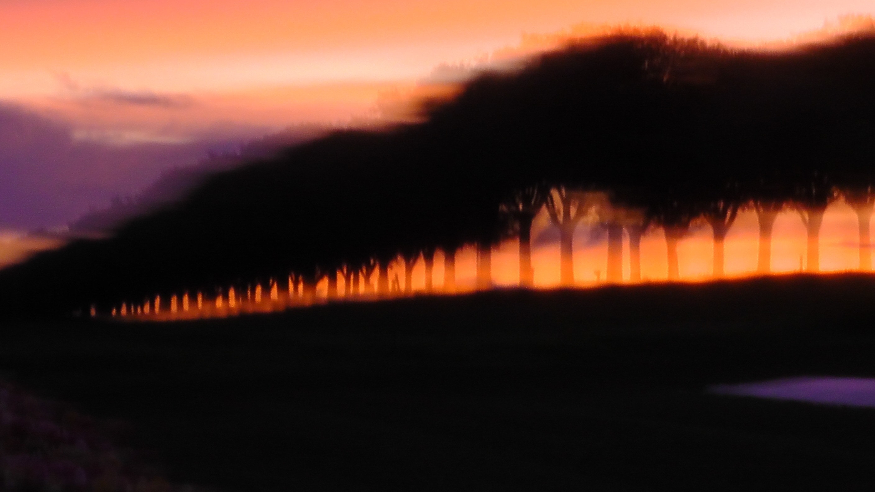 Silouette, Shadow, Light, Trees, Blurry, sunset, orange color