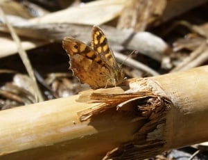 Lasiommata Megera, Butterfly Saltacercas, one animal, reptile thumbnail