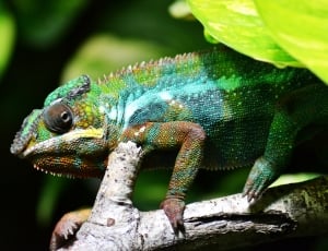 green brown and blue chameleon thumbnail