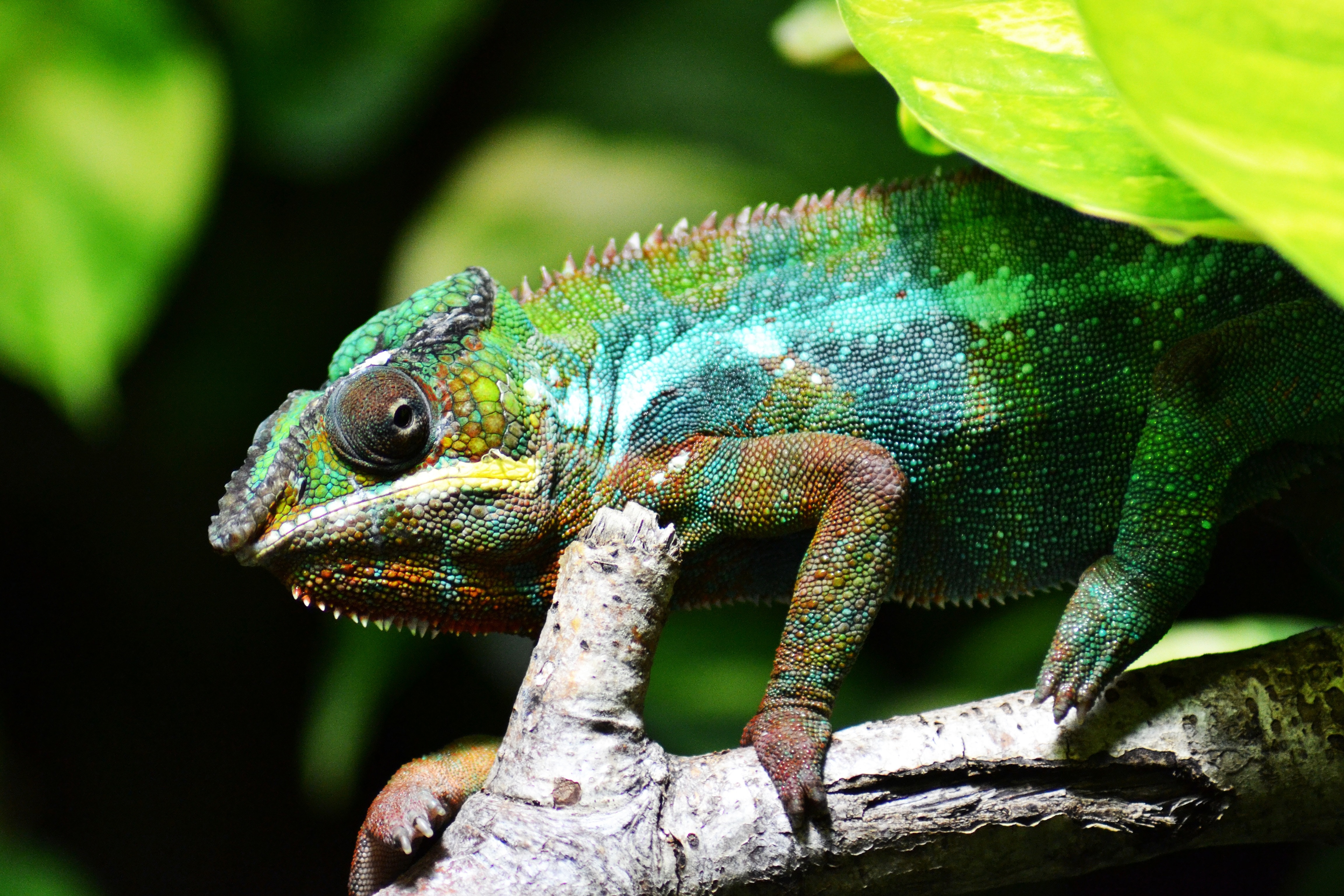green brown and blue chameleon