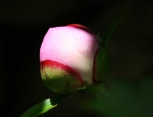 pink red and green petal flower thumbnail