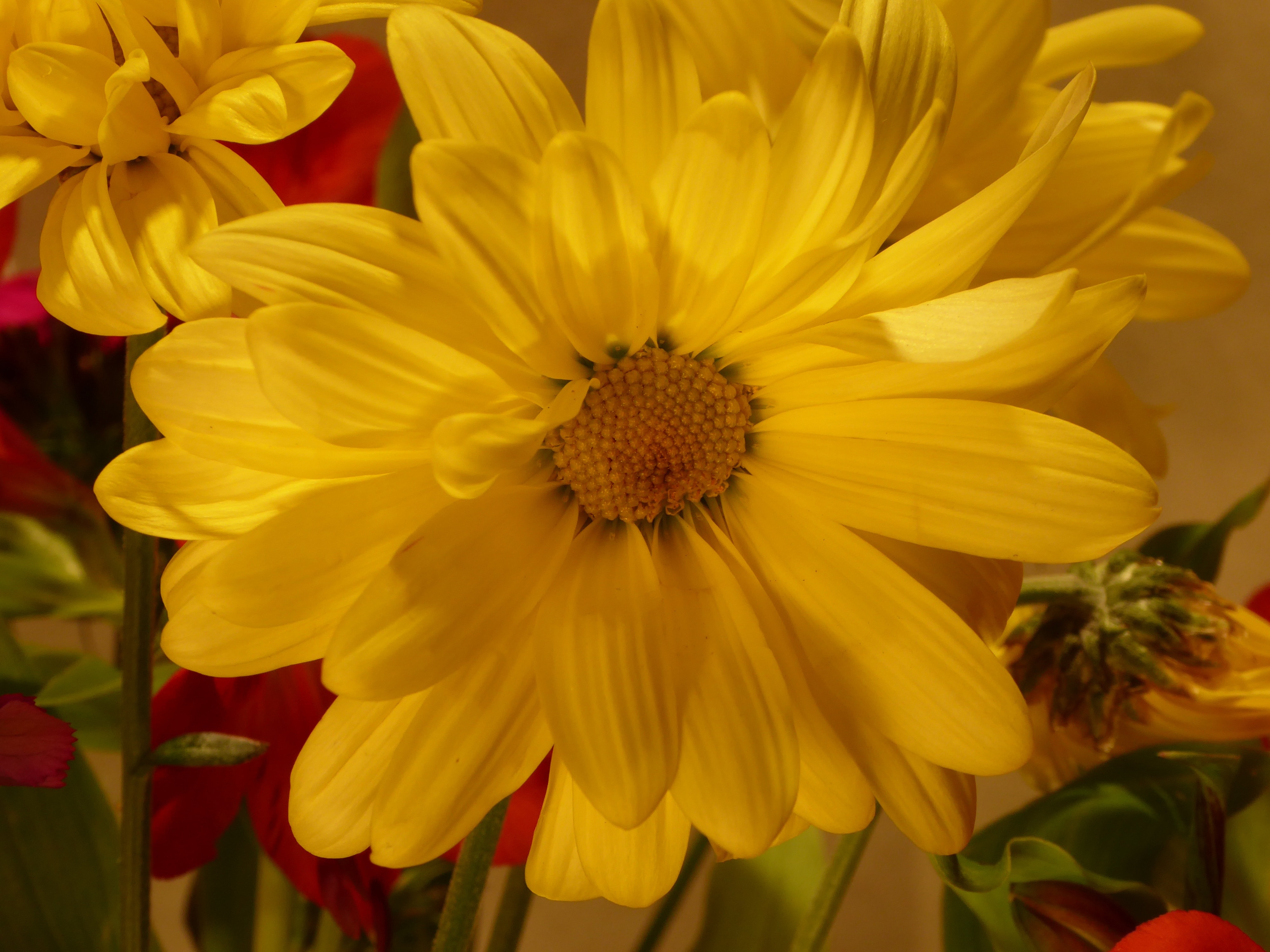 yellow clustered petal flower