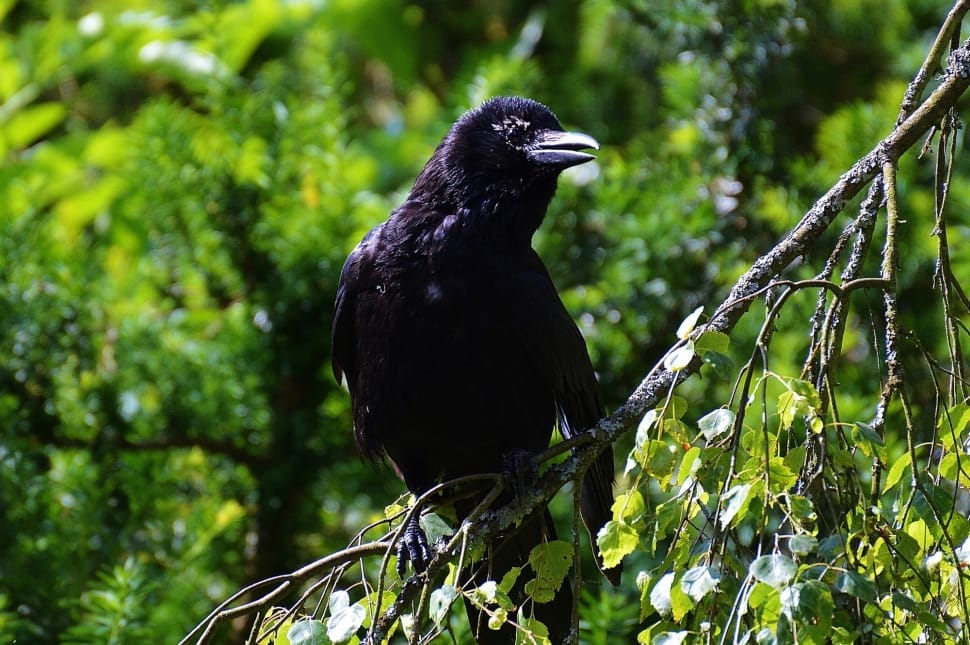 selective focus photography of crow on tree preview