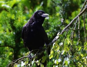 selective focus photography of crow on tree thumbnail