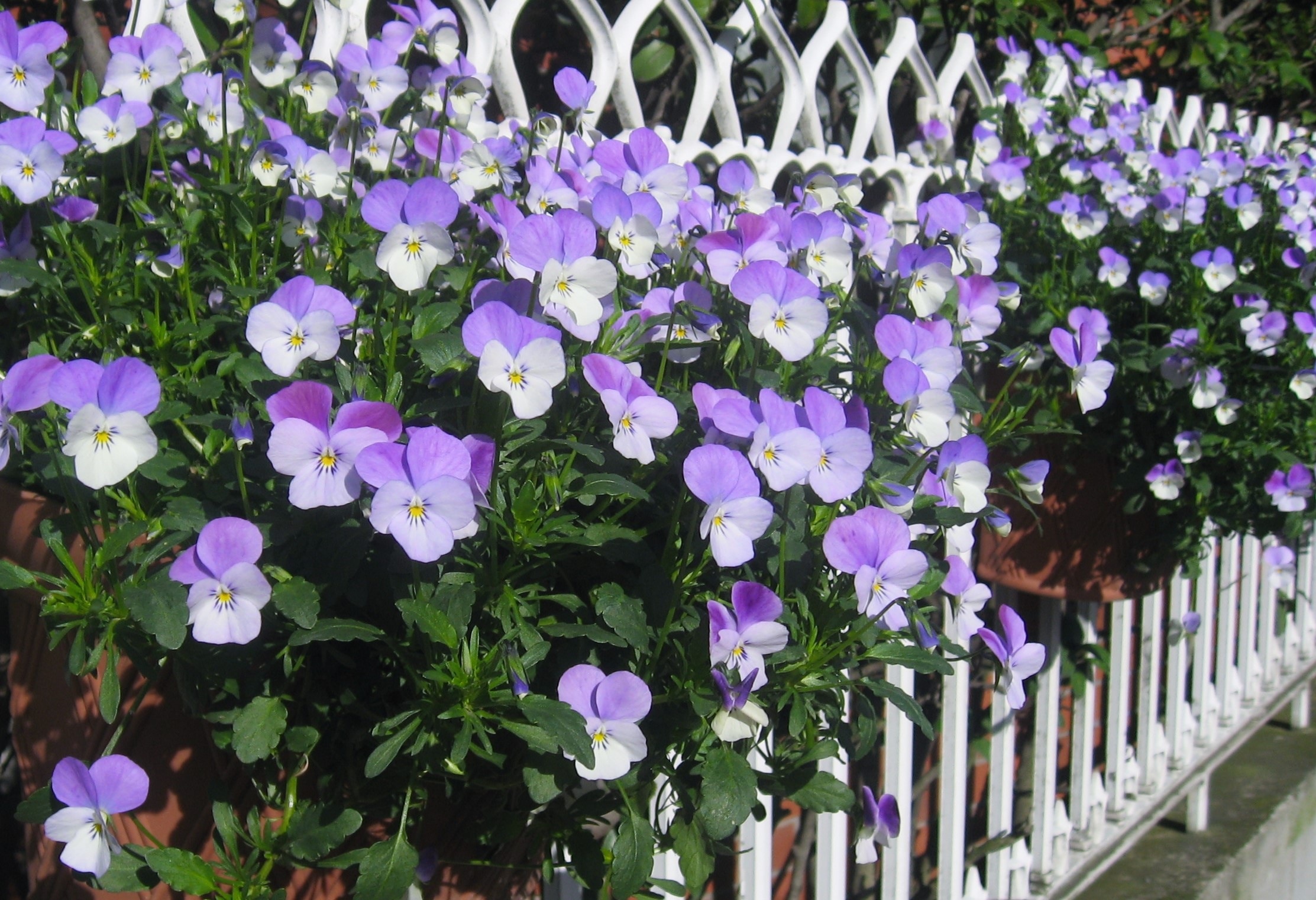 purple and white flower plant