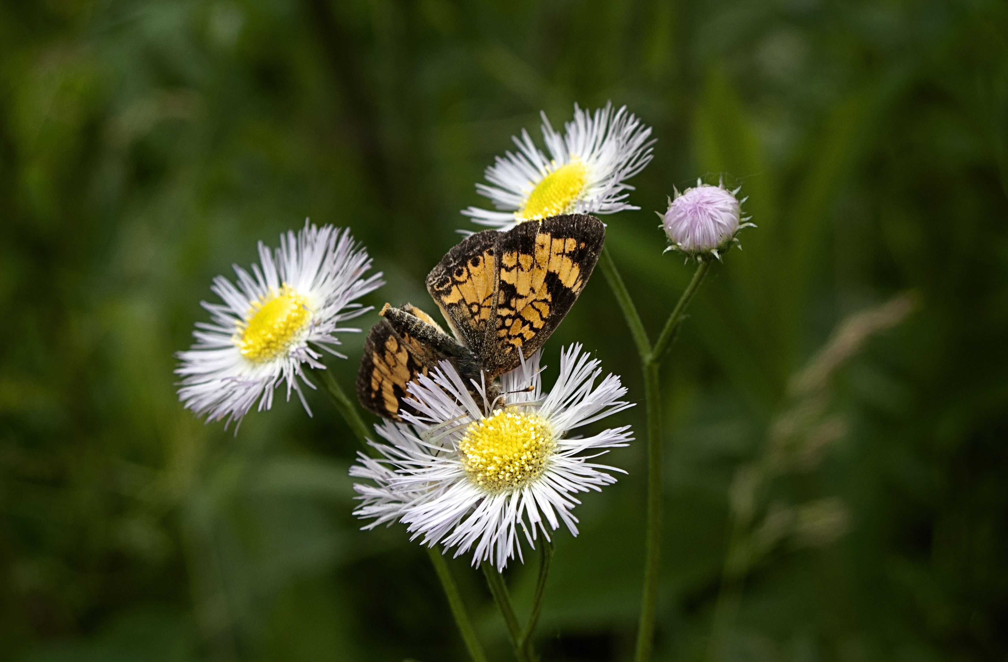 Butterfly, Northern Cresent Butterfly, flower, flower head
