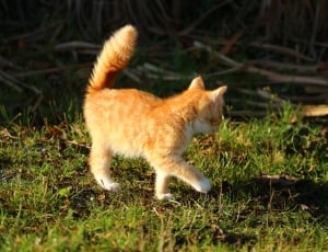 orange tabby kitten thumbnail