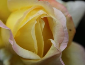 close-up photography of yellow rose thumbnail