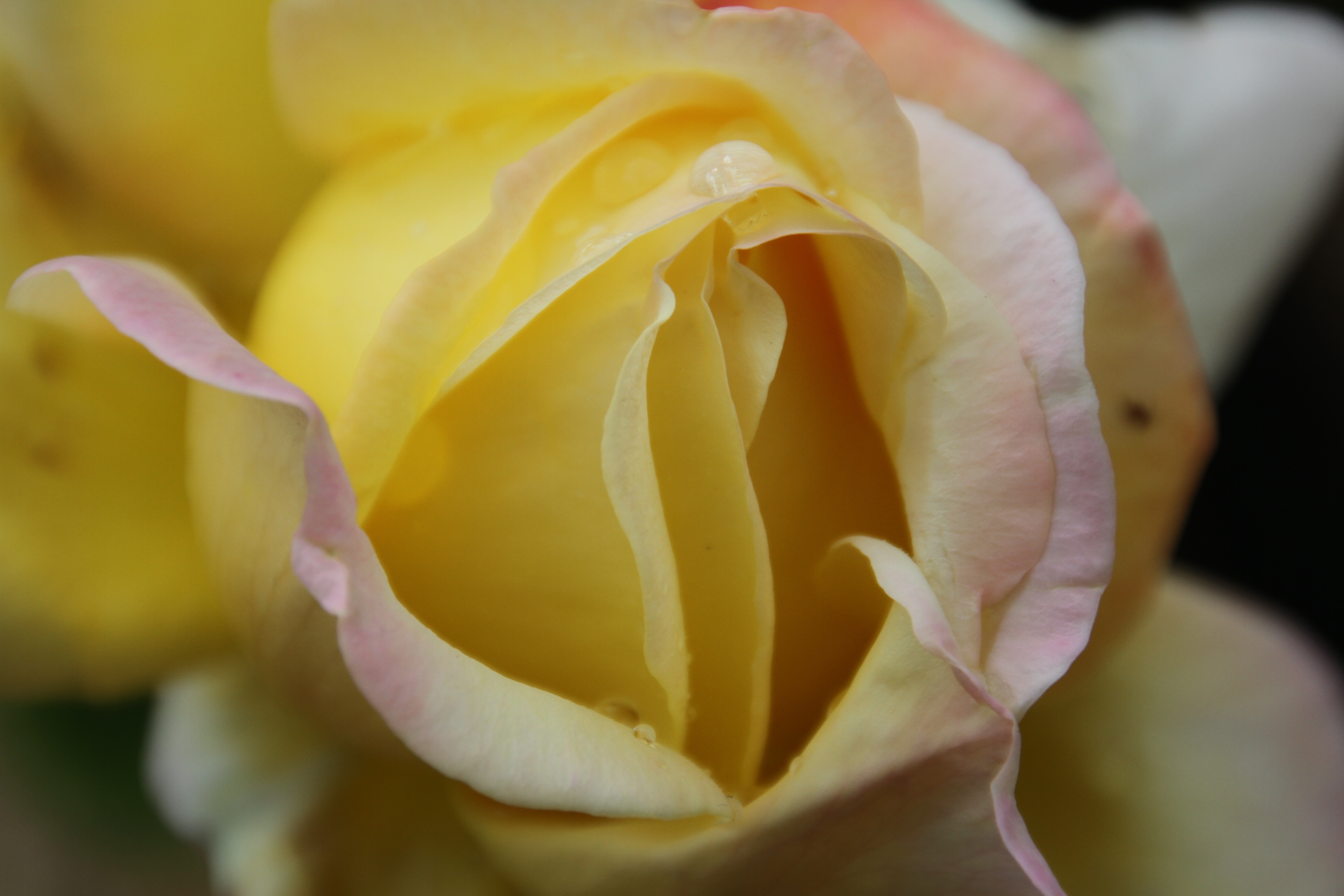 close-up photography of yellow rose