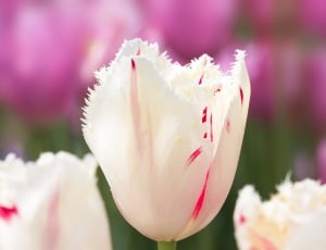 closeup photography of white Tulip thumbnail