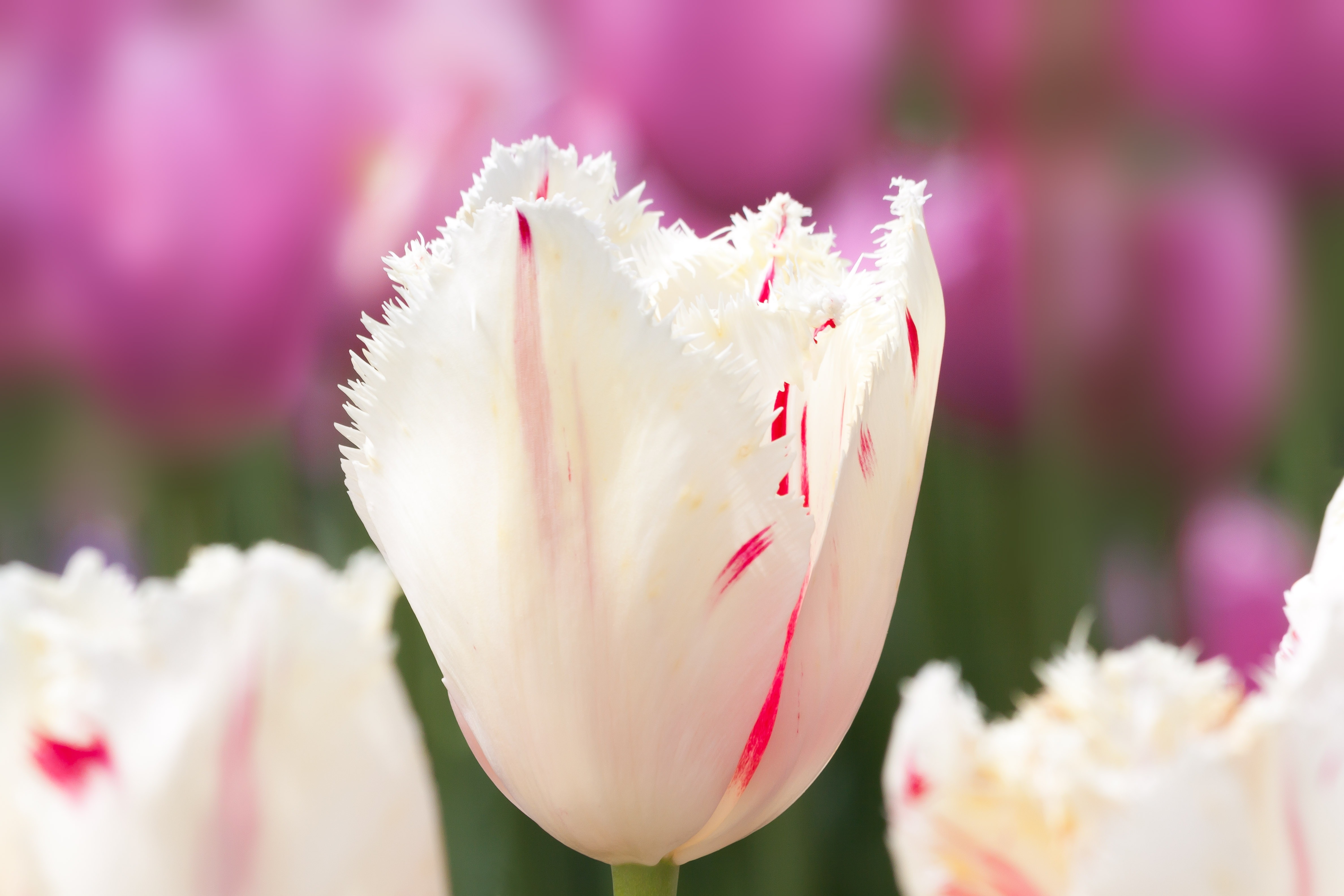 closeup photography of white Tulip