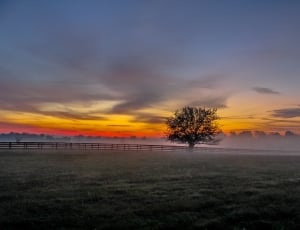 silhouette of trees and fence thumbnail