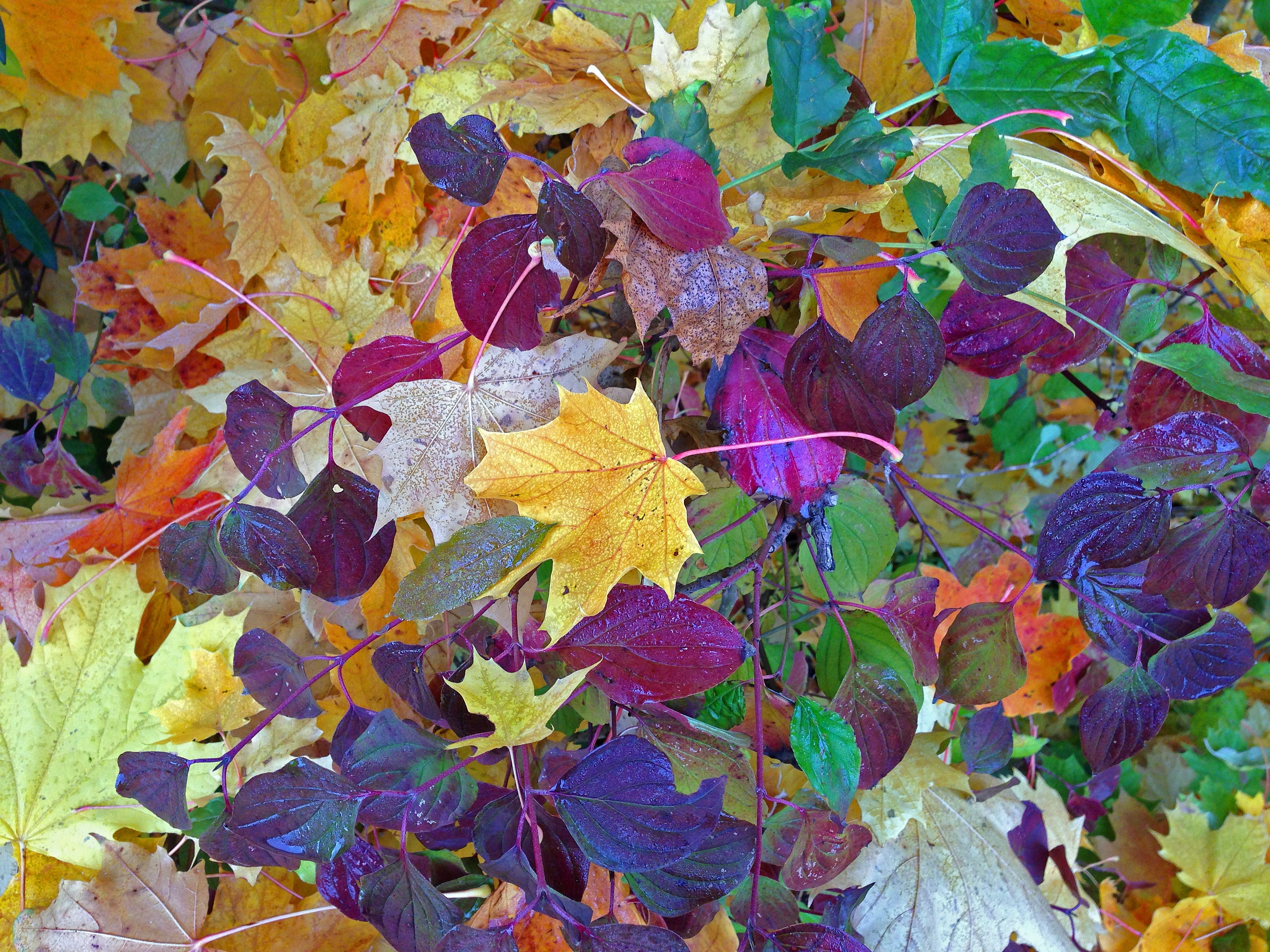 Fall Foliage, Autumn, Leaves, multi colored, backgrounds
