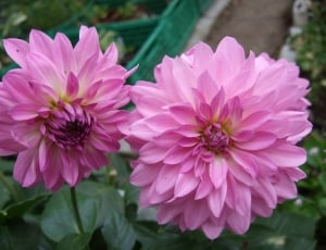 2 pink flowers thumbnail