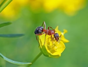 fire ant on yellow petaled flower close up focus photo thumbnail