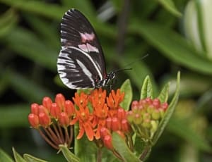 black and white spotted butterfly thumbnail