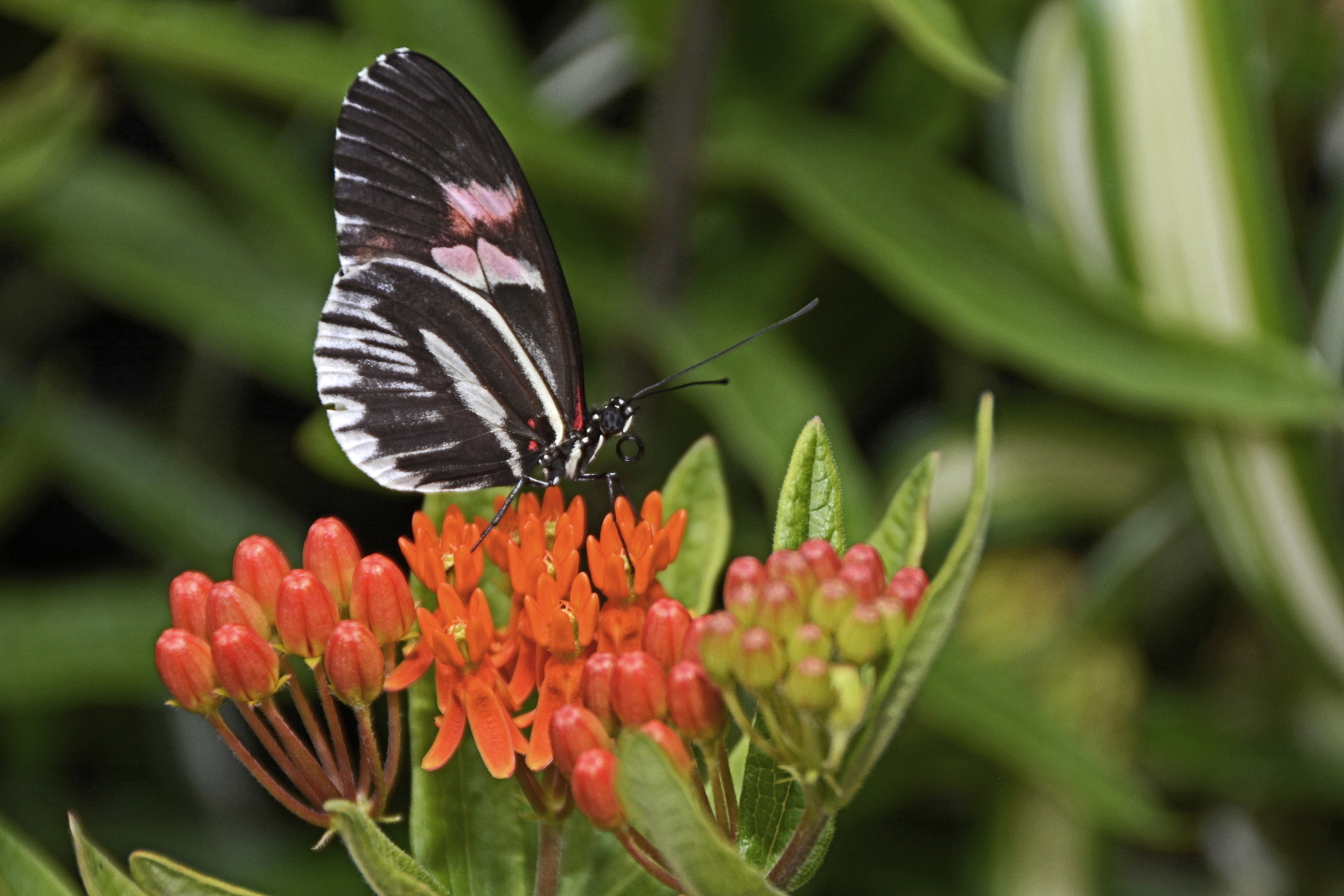 black and white spotted butterfly