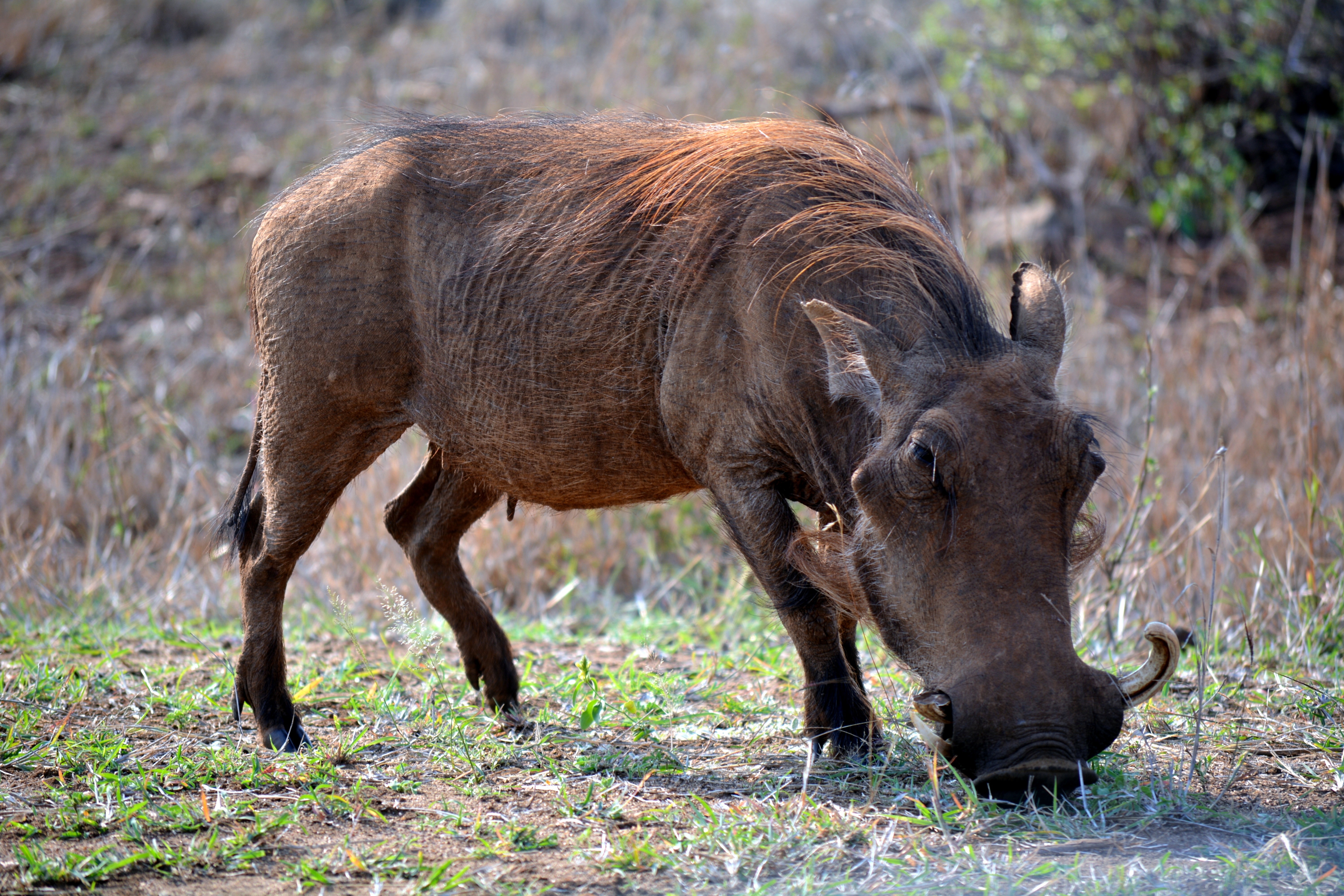 brown wild boar