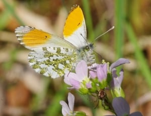 yellow, white, and brown butterfly thumbnail