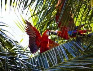 2 red and blue parrots thumbnail