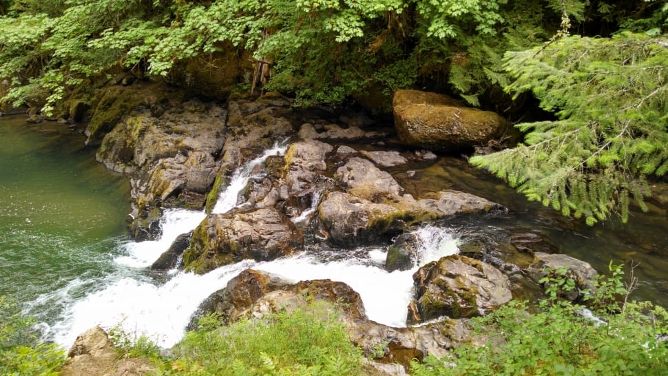 flowing river between green trees during daytime preview