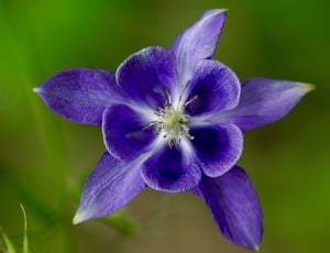 close up photo of purple petaled flower on bloom thumbnail