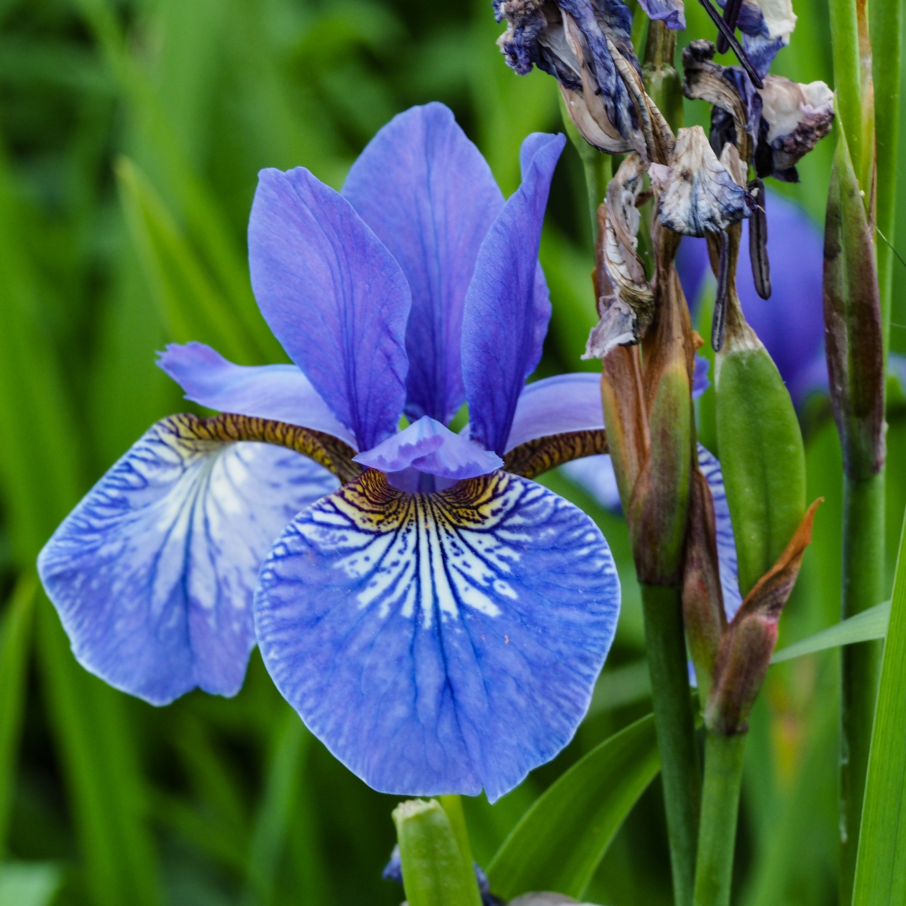 photography purple flower