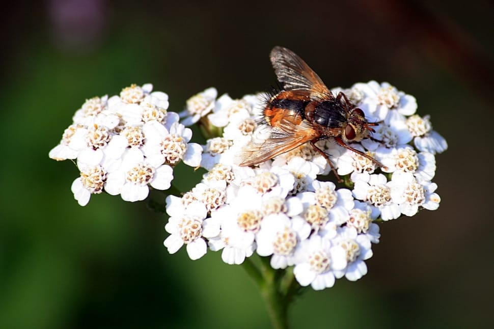 brown bee and white petaled flower preview