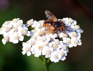 brown bee and white petaled flower thumbnail