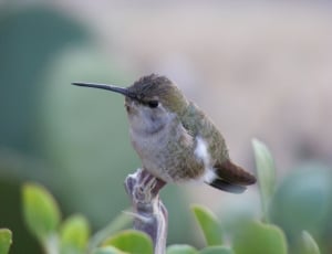 brown hummingbird in closeup photography thumbnail