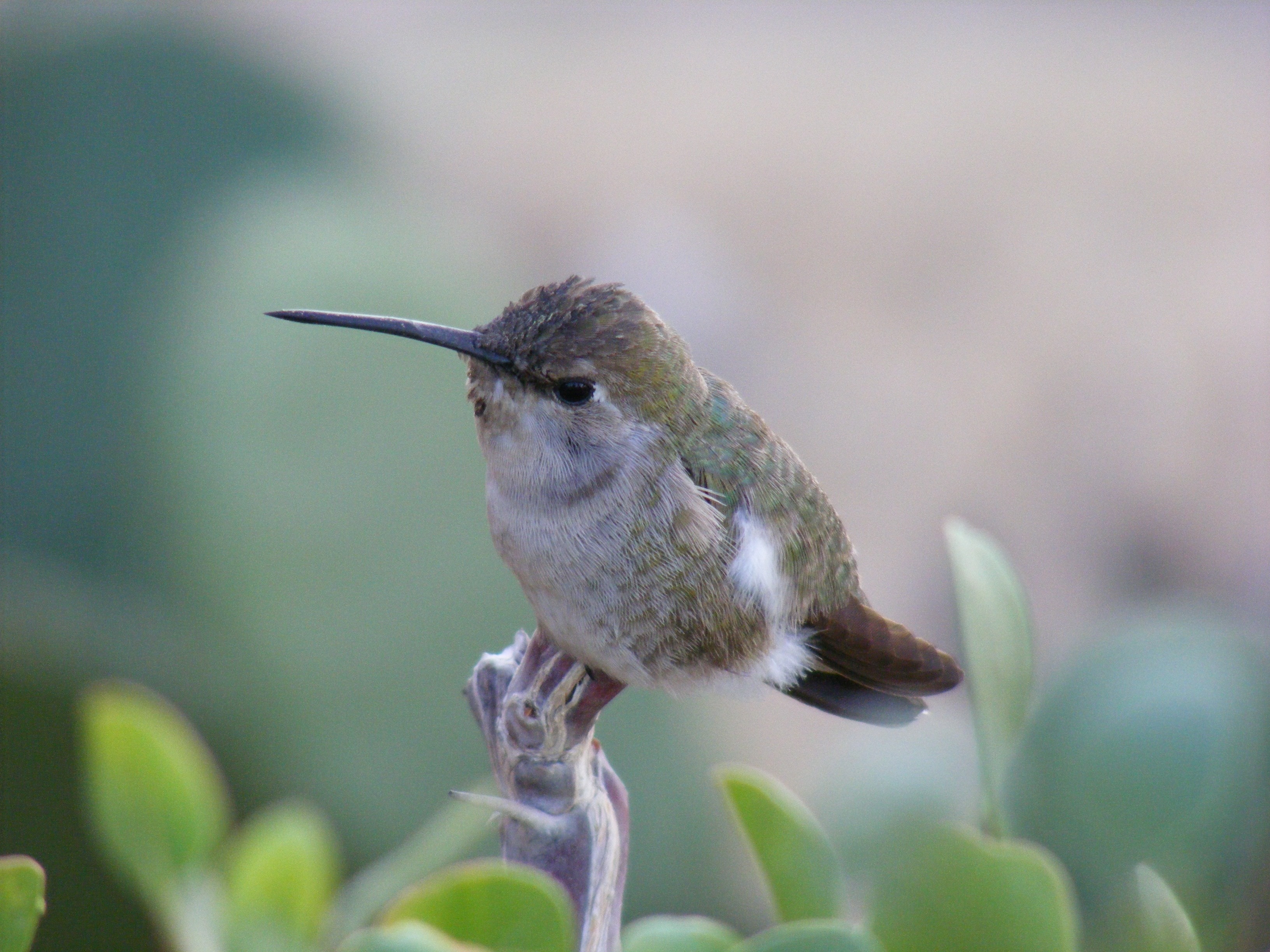 brown hummingbird in closeup photography