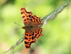 comma butterfly thumbnail
