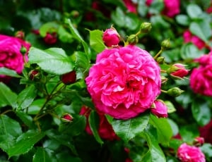 pink flower plant thumbnail