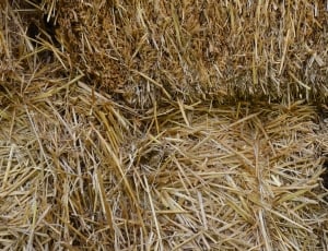 Cereals, Field, Hay, Harvest, hay, straw thumbnail