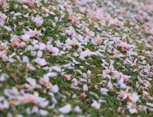 Meadow, Pink, Petals, Nature, winter, backgrounds thumbnail