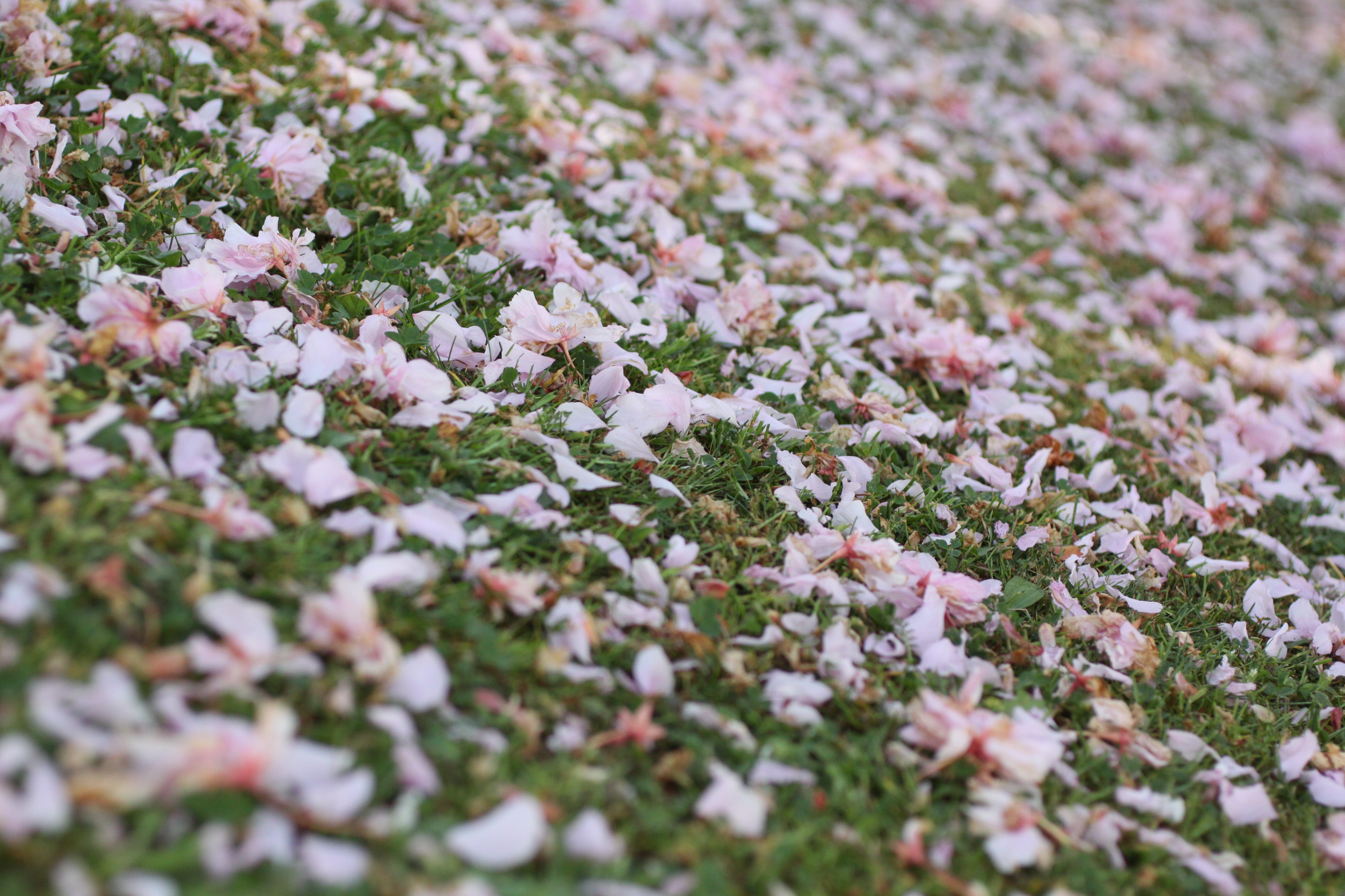 Meadow, Pink, Petals, Nature, winter, backgrounds