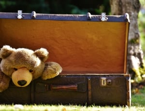 brown teddy bear with storage box thumbnail