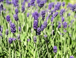 lavender flower thumbnail