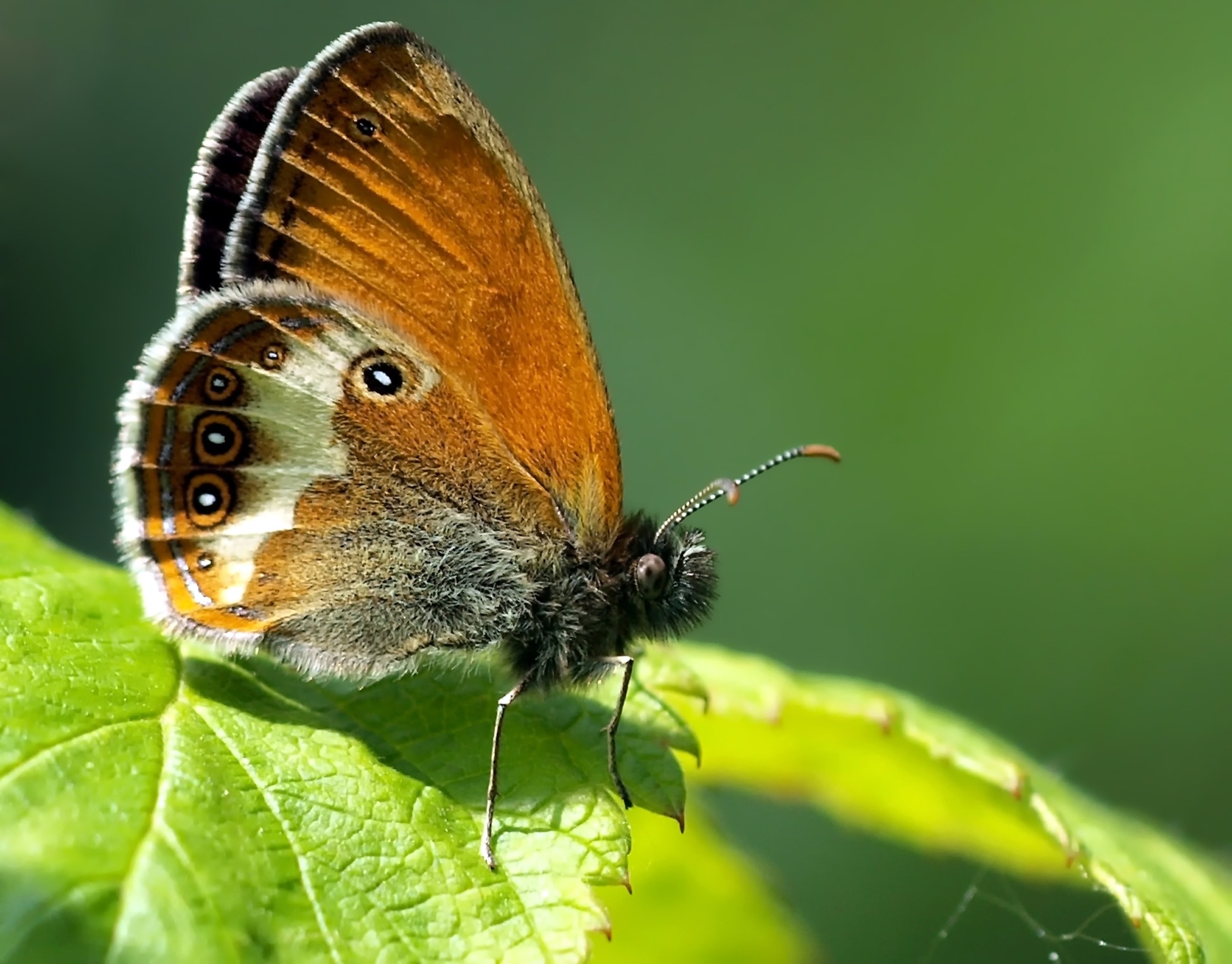 emperor butterfly