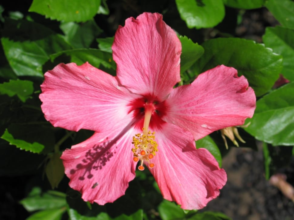 pink gumamela flower preview